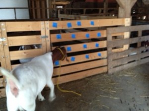 goat-looks