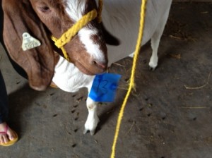 goat-pick-final-small