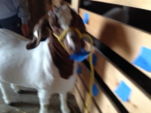 goat-pick-small