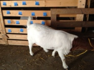goat-uninterested