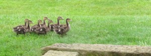 ducks-narrow-small-300x112