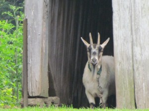 goat-small-300x224