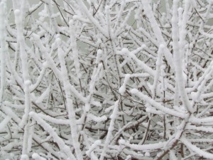 frosty tree