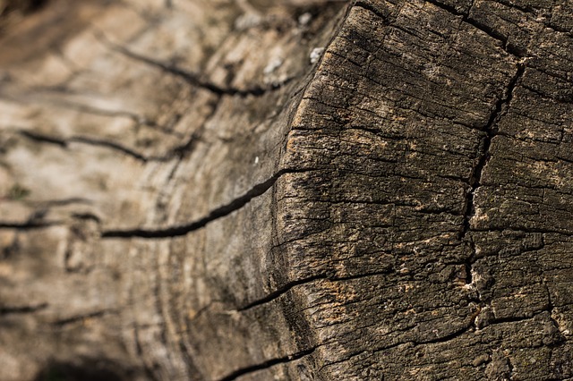 strain-1699169_640-treetrunk